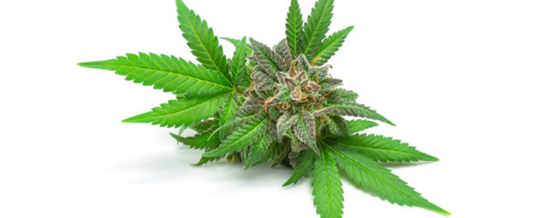 CBD